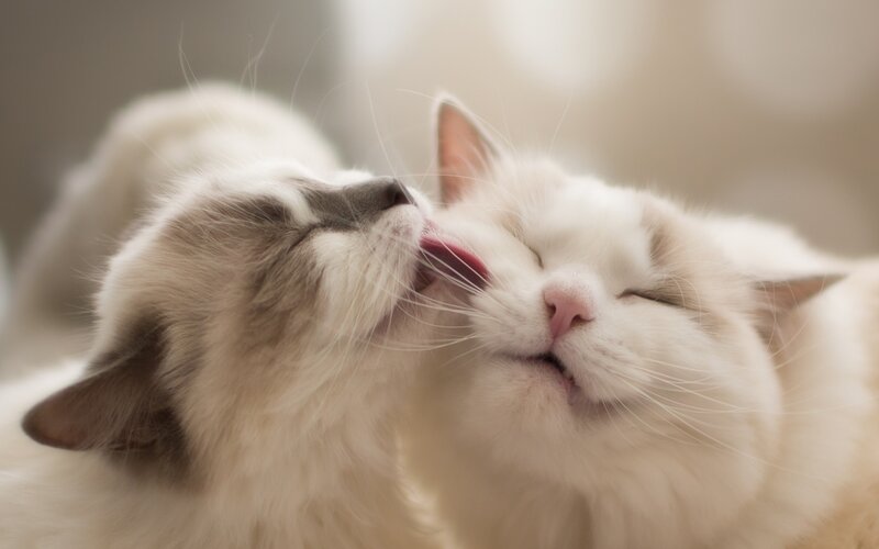 Two Cats Grooming — White, Calm, Photograph, Fur, Tongue