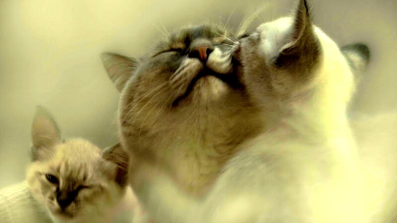 Two Cats Grooming — White, Calm, Photograph