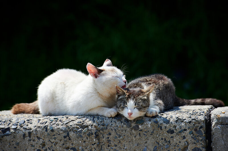 Two Cats Grooming — White, Peaceful