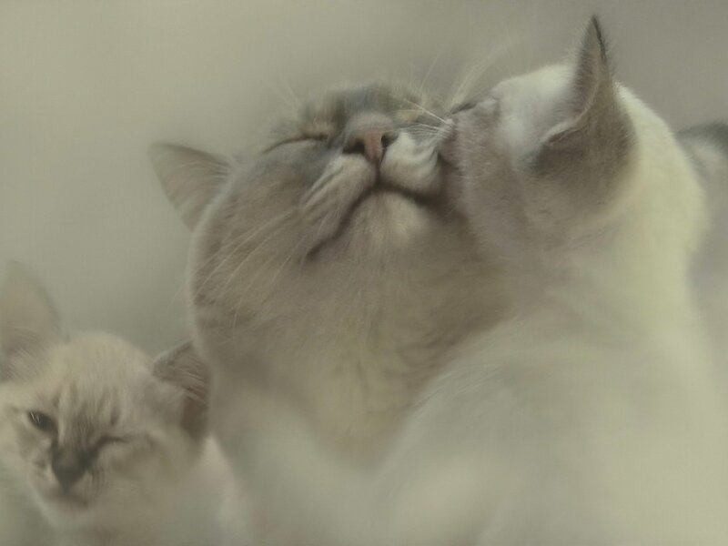 Two Cats Grooming — White