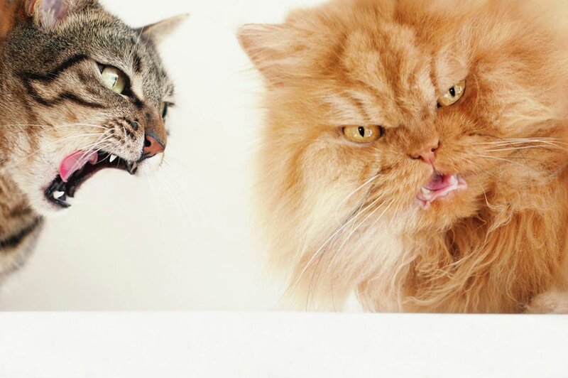 Two Cats Hissing