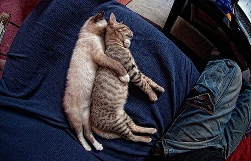 Two Cats Hugging — Blue