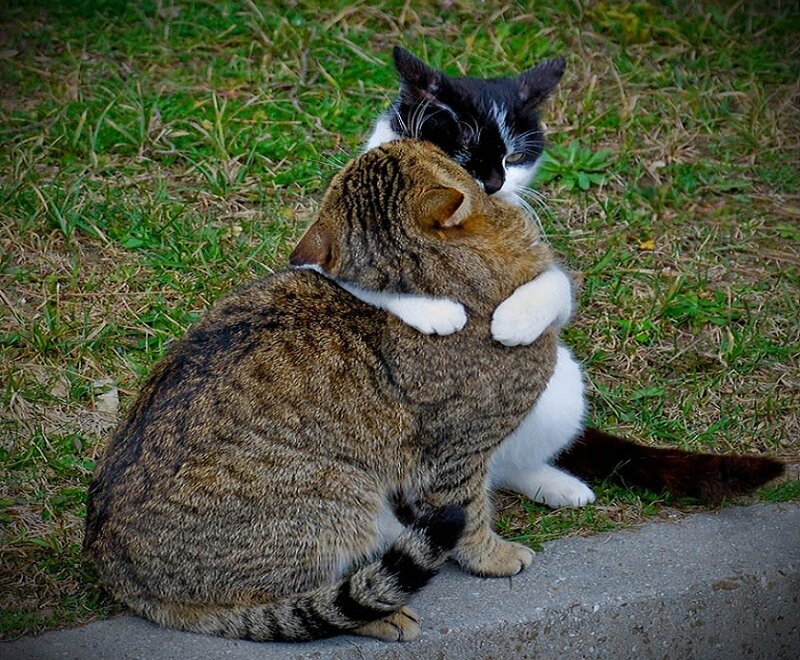 Two Cats Hugging — Brown, Affectionate