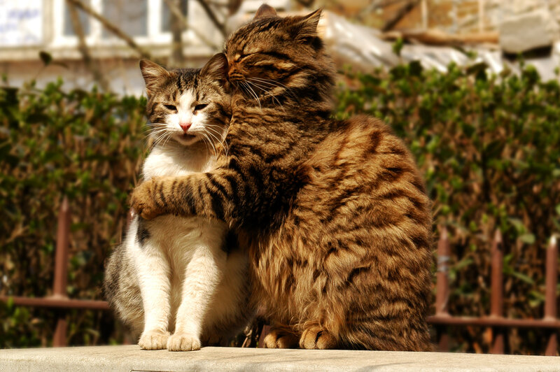 Two Cats Hugging — Brown, Calm, Afternoon