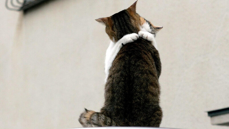 Two Cats Hugging — Brown, Calm, Photograph