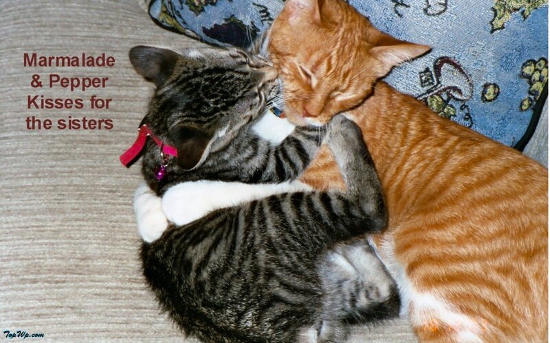 Two Cats Hugging — Gray, Affectionate