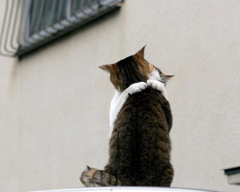 Two Cats Hugging — Gray, Calm