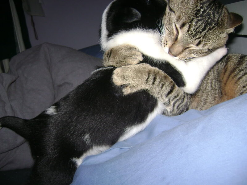 Two Cats Hugging — Gray