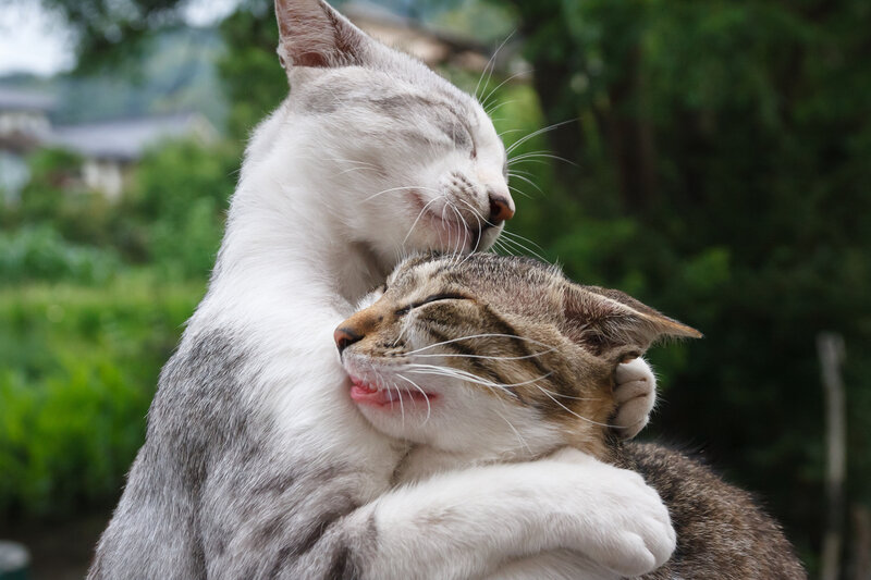 Two cats hugging peacefully