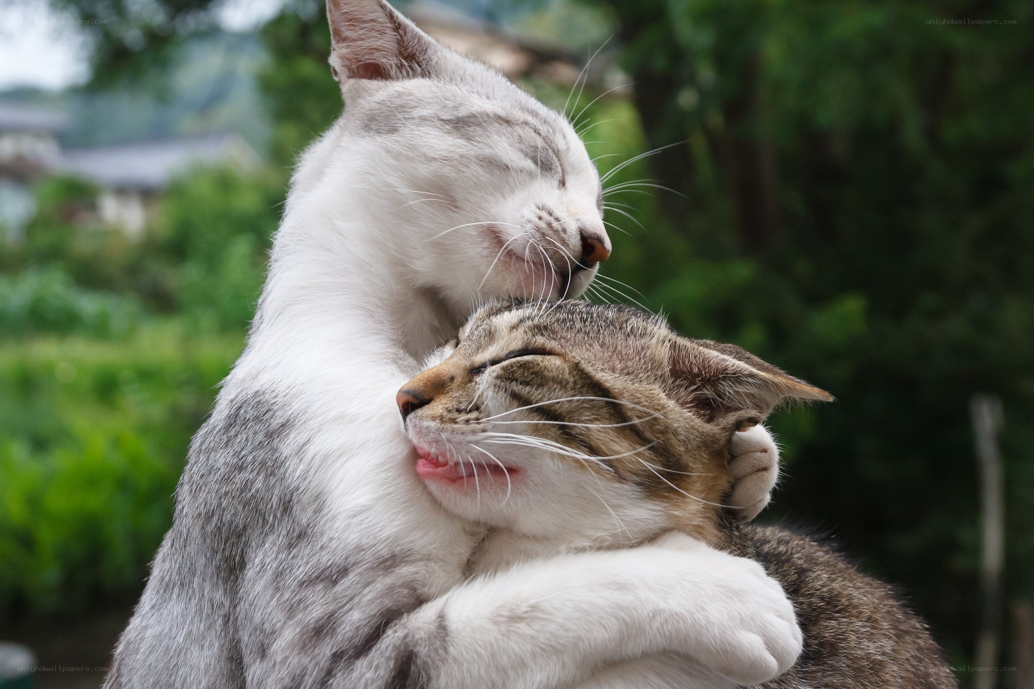 Two cats hugging peacefully