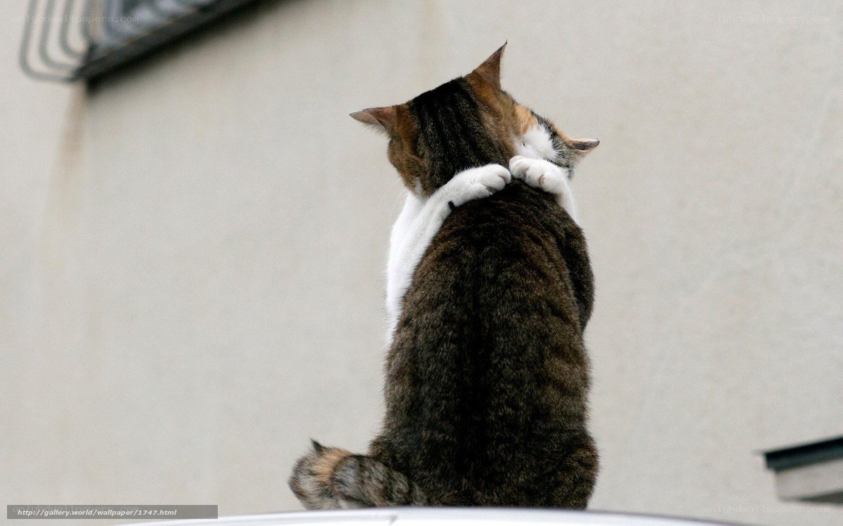 Two cats hugging