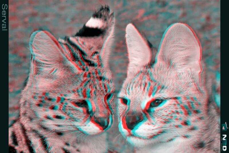 Two cats in 3D effect