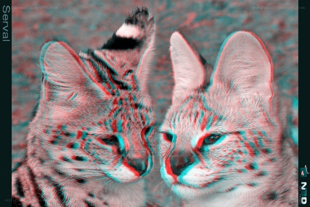 Two cats in 3D effect