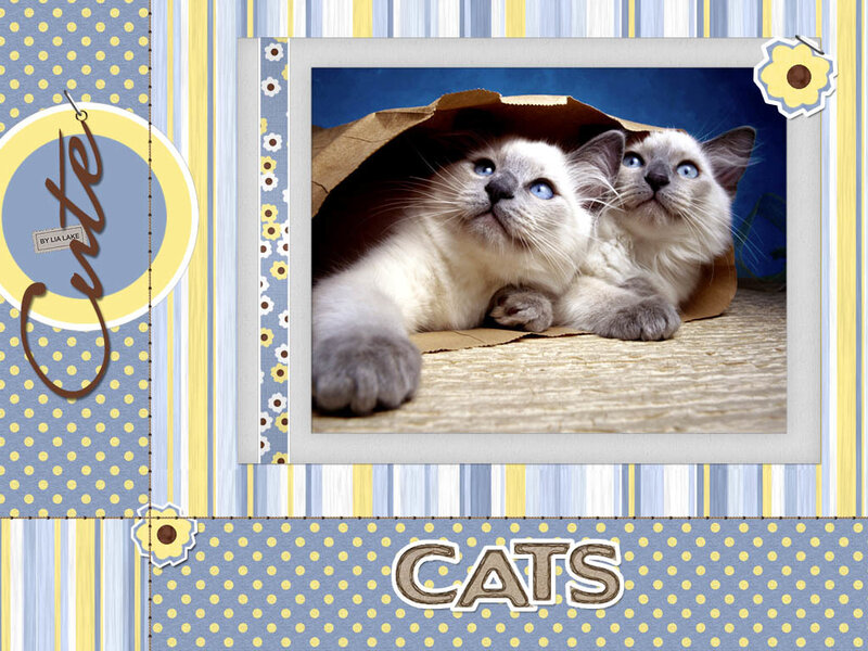 Two Cats in a Bag