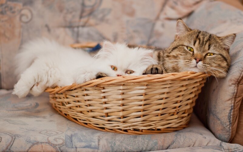 Two cats in a basket