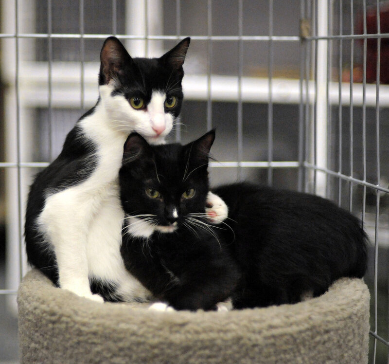 Two Cats in a Bed — Black