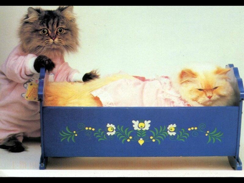 Two Cats in a Bed — Blue