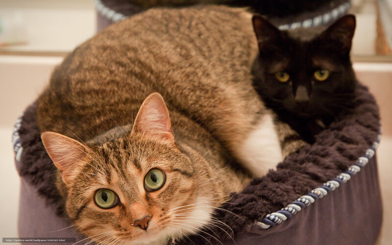 Two Cats in a Bed — Brown, Calm