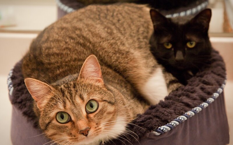 Two Cats in a Bed — Brown