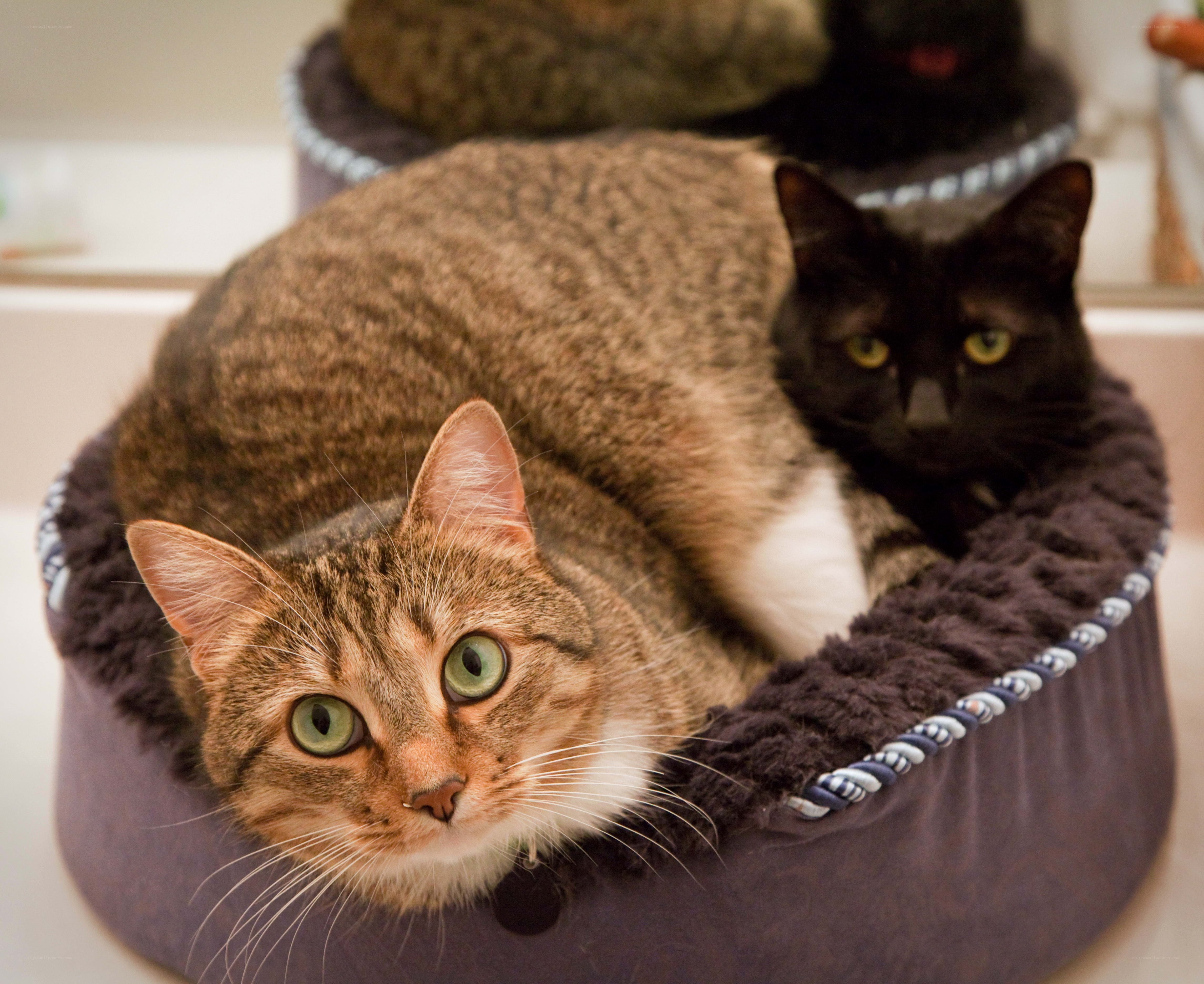 Two cats in a bed