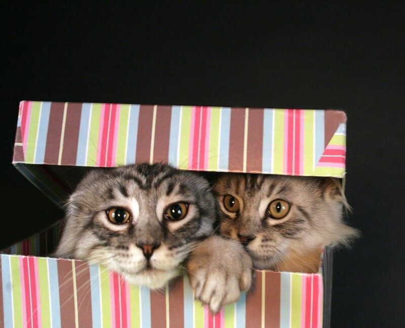 two cats in a box
