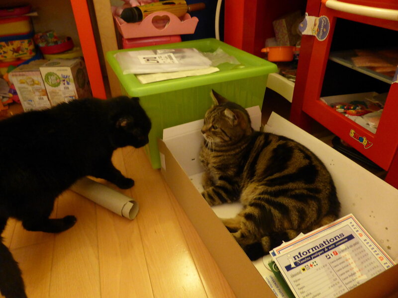 Two Cats in a Box — Brown, Calm, Night