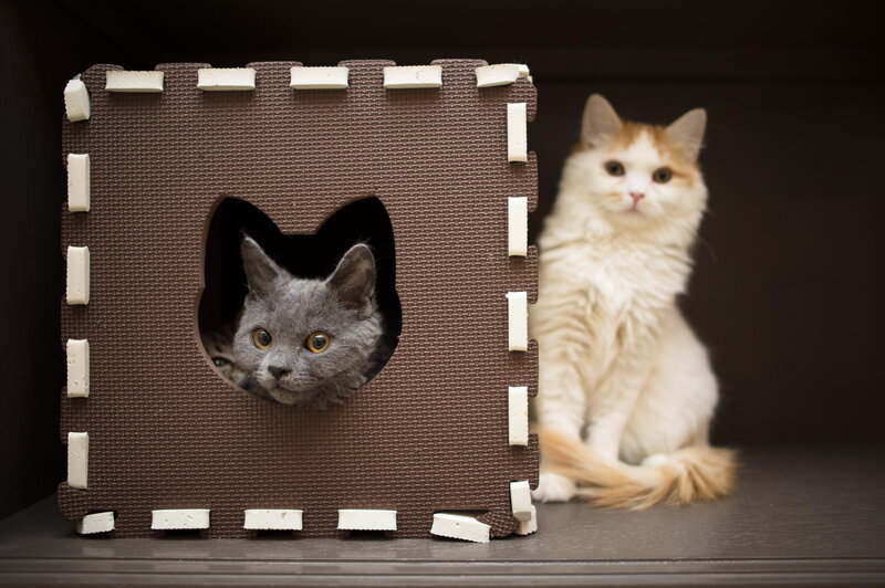 Two Cats in a Box — Brown, Calm