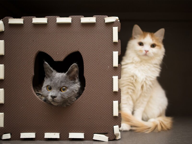 Two Cats in a Box — Brown