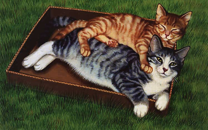 Two Cats in a Box — Green