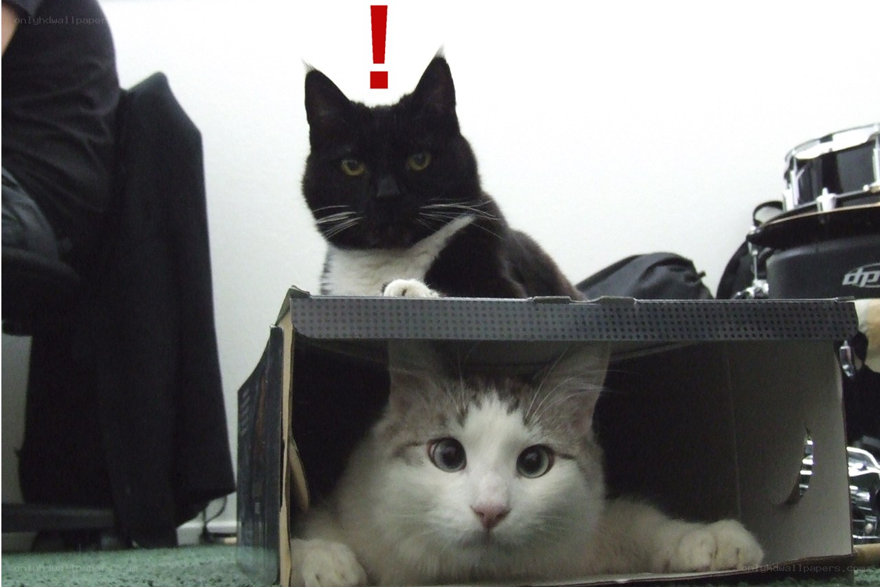 Two cats in a box