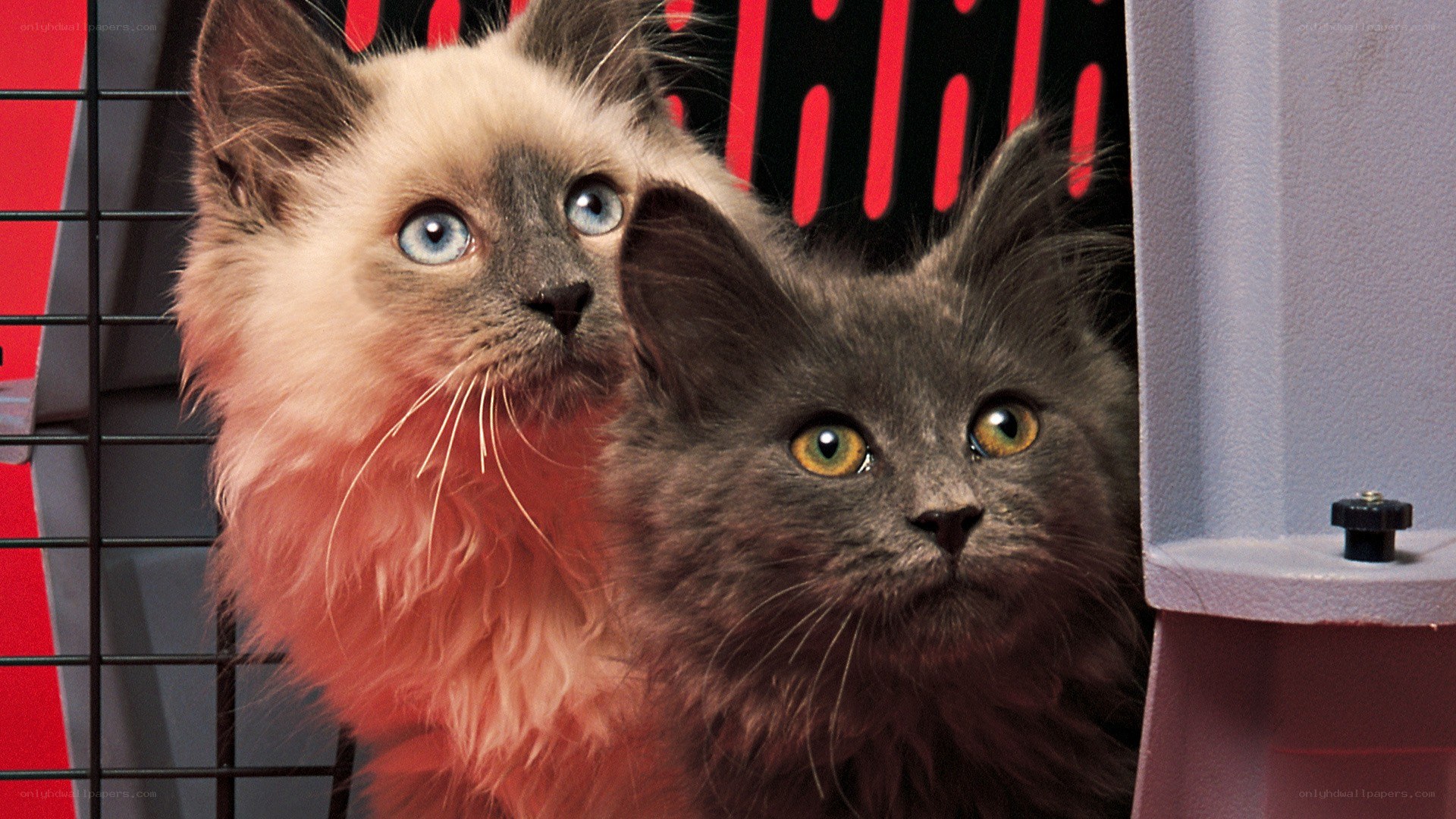 Two cats in a carrier