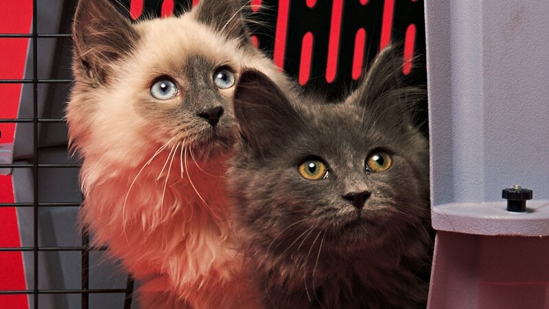 Two Cats in a Carrier — Gray