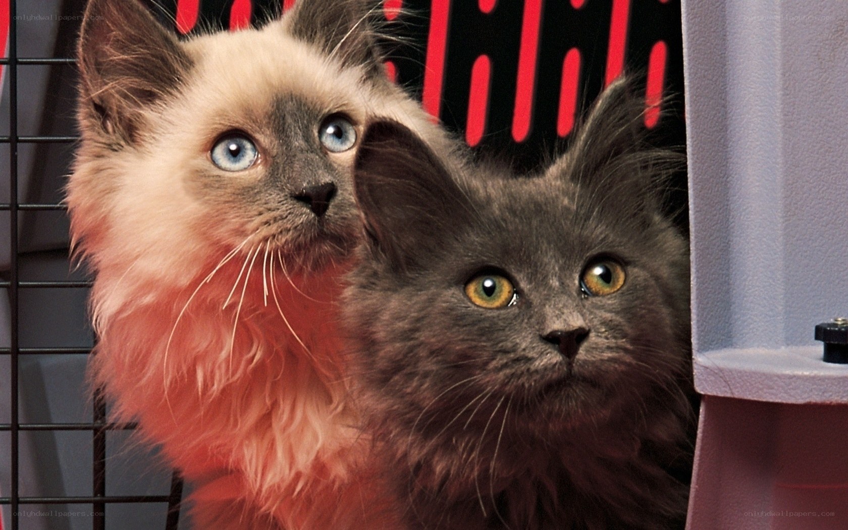 Two cats in a carrier
