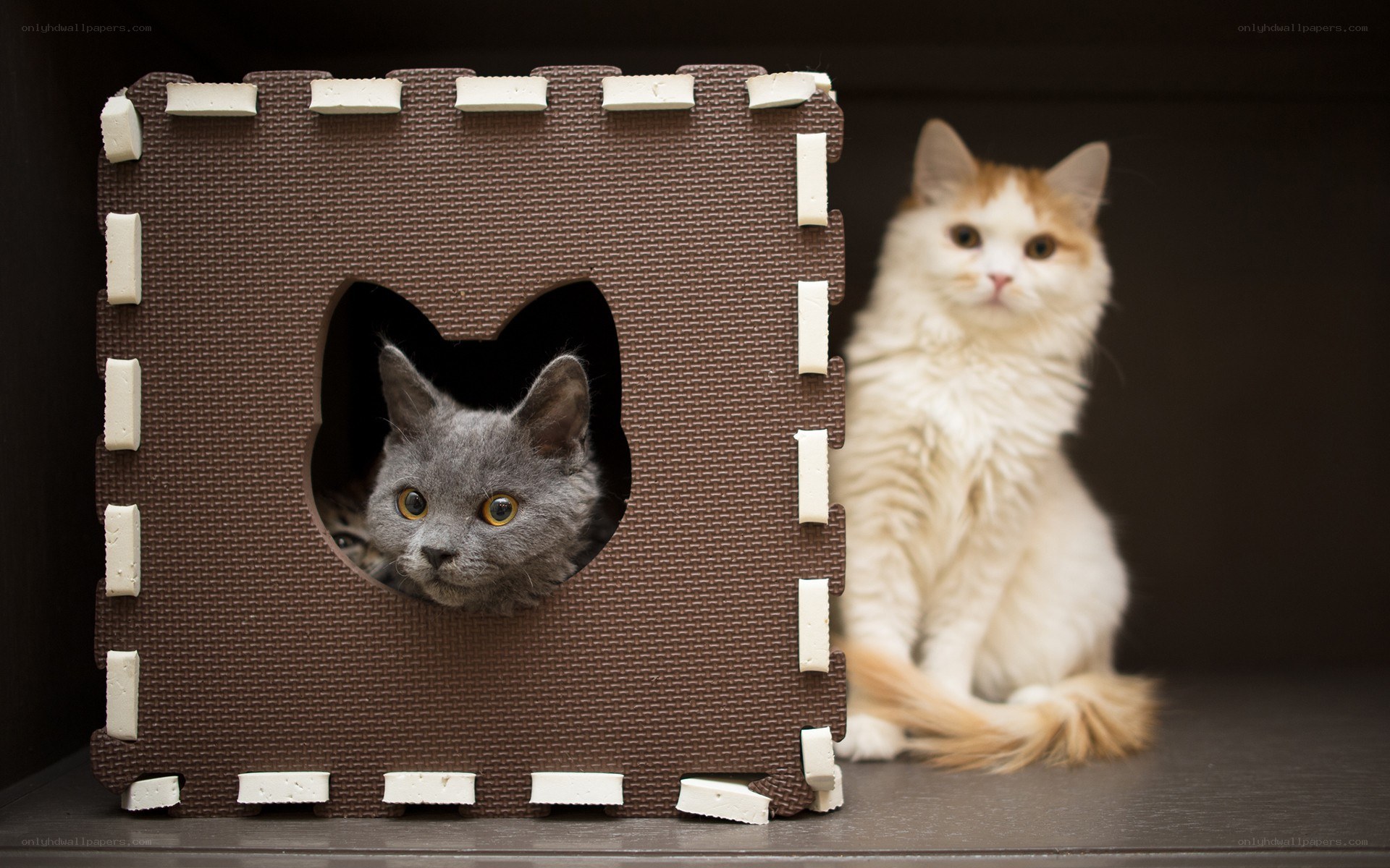 Two cats in a cat house