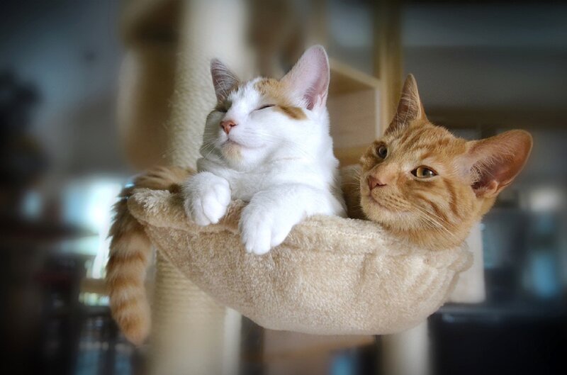 Two Cats in a Cat Tree
