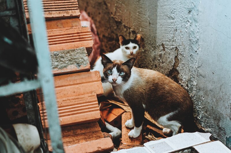 Two cats in a cluttered alley