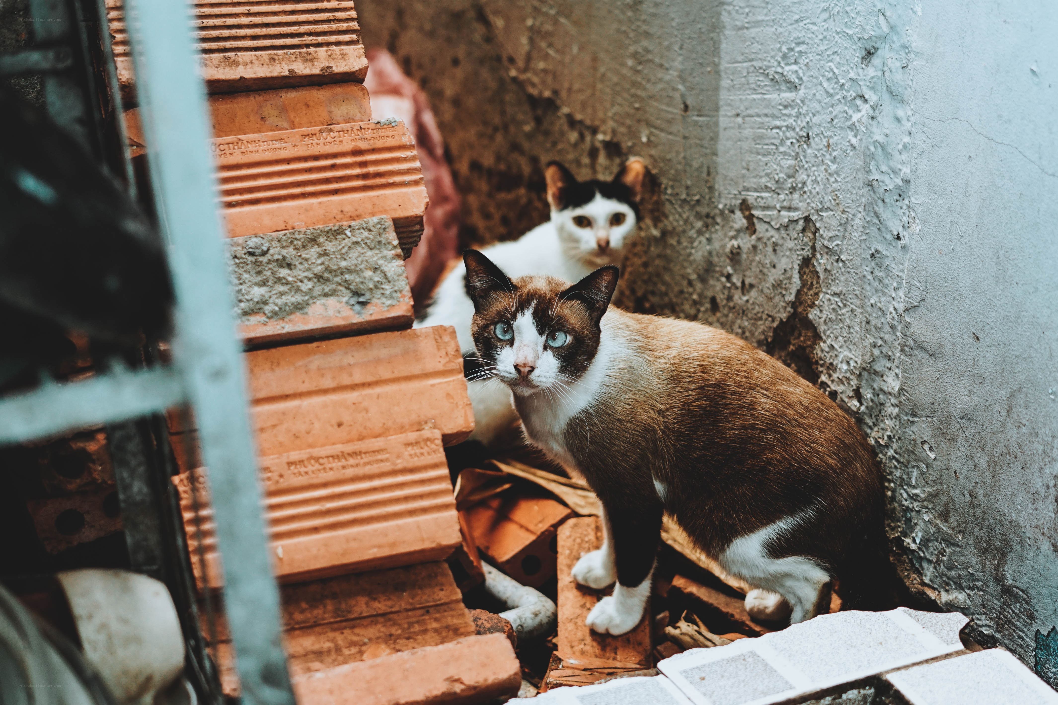 Two cats in a cluttered alley