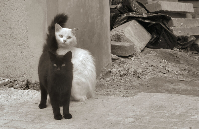 Two cats in a construction area