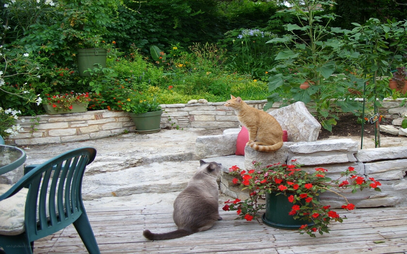 Two cats in a garden