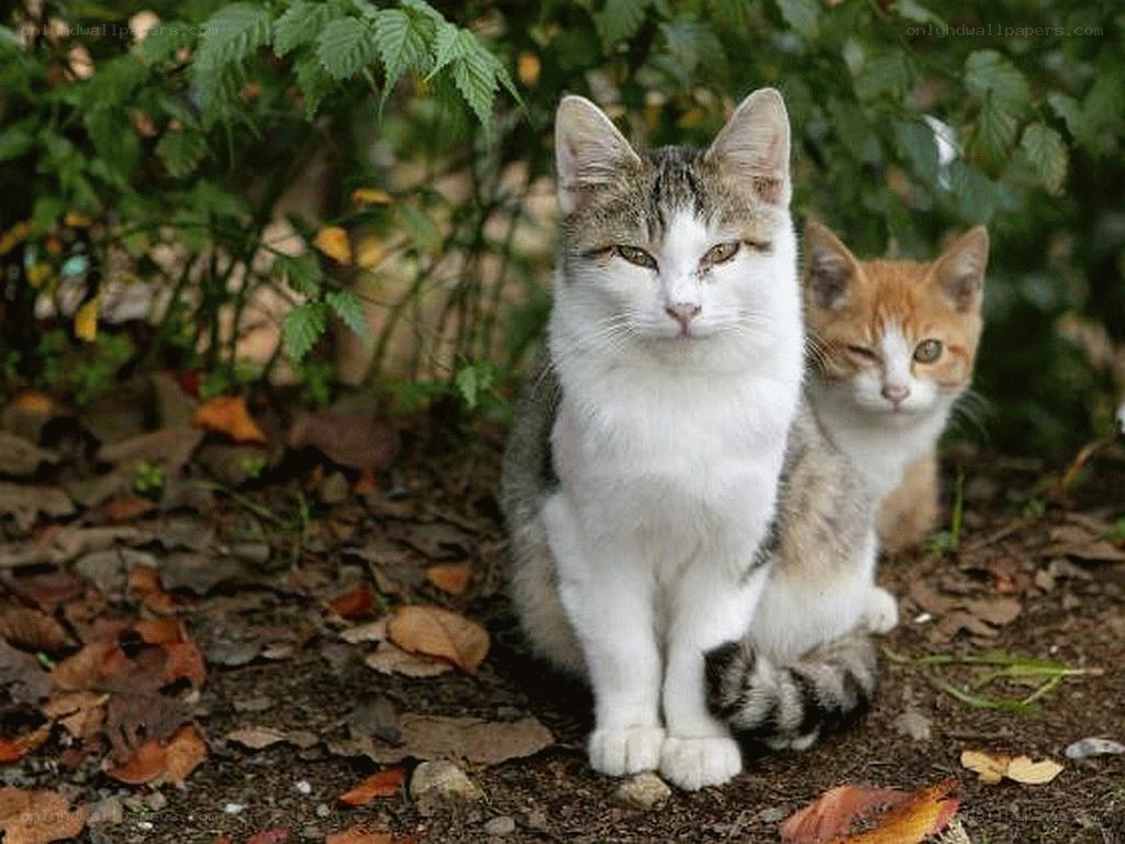 Two cats in a garden