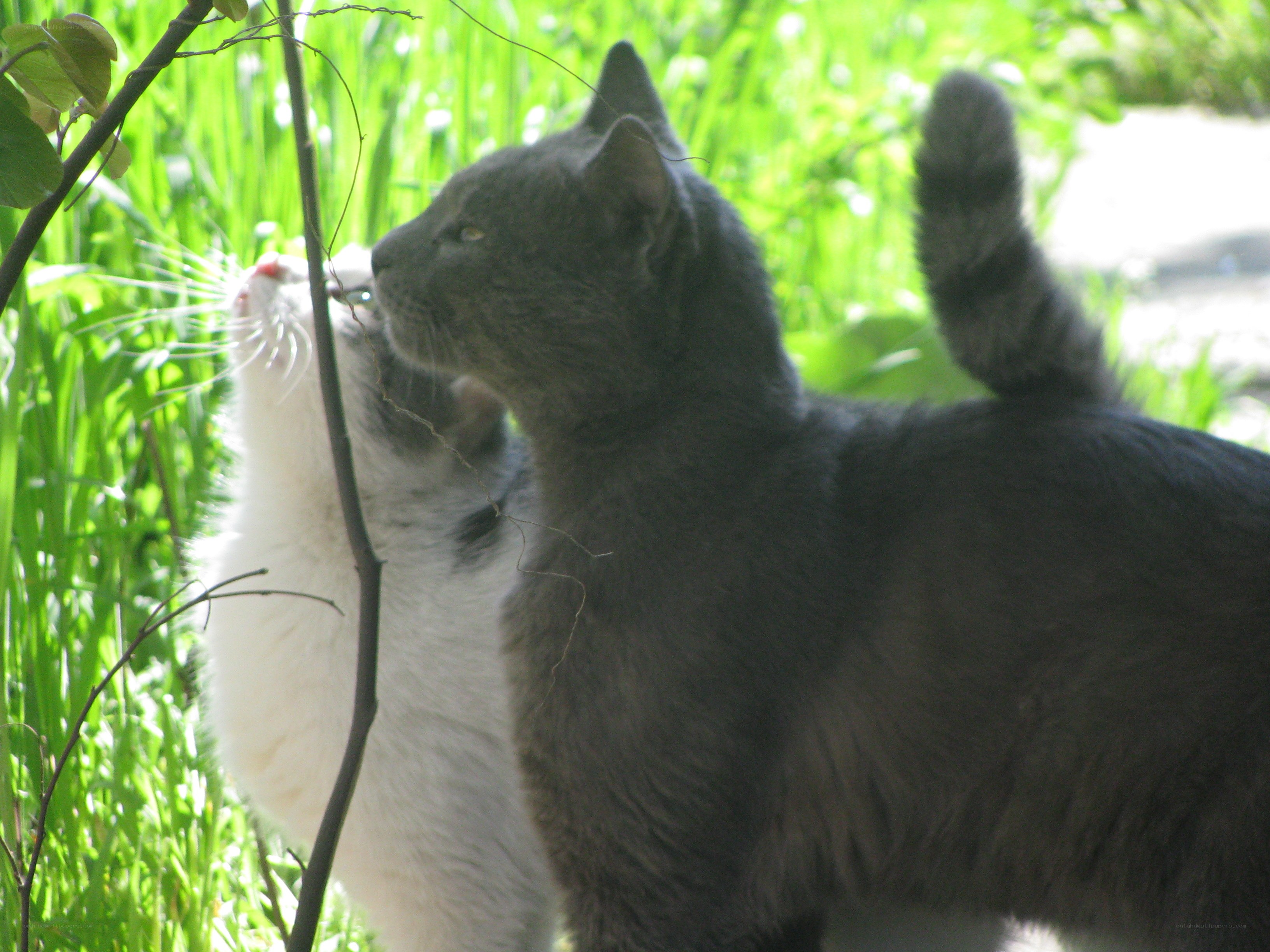 Two cats in a garden