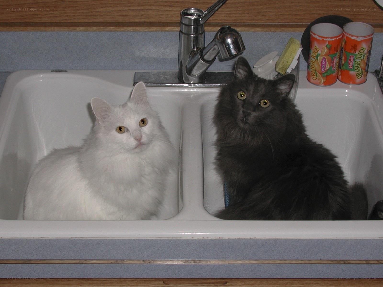 Two cats in a kitchen sink