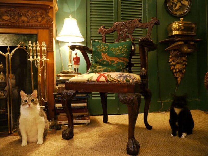 Two Cats in a Room