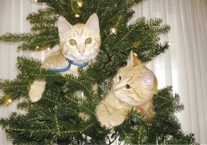 Two Cats in a Tree