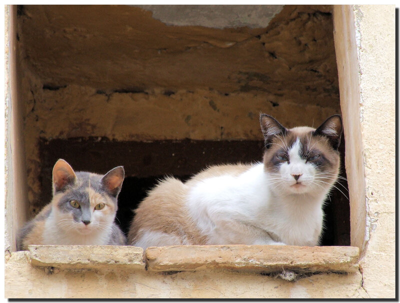Two cats in a window