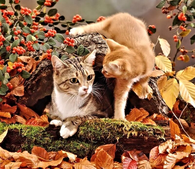 Two Cats in Autumn — Brown