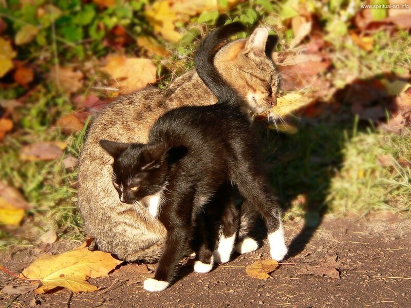 Two Cats in Autumn