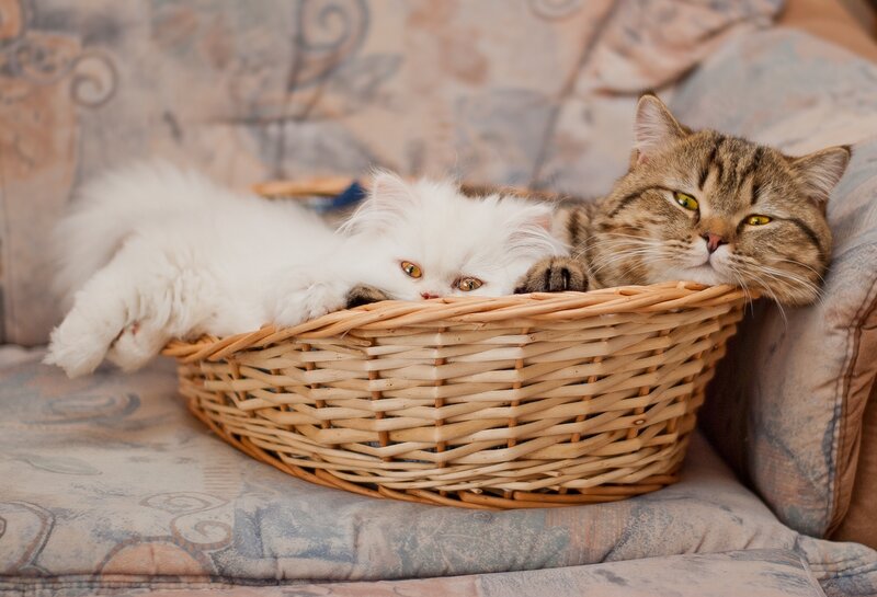 Two Cats in Basket — Brown, Calm, Photograph