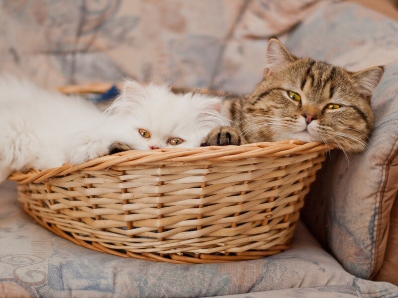 Two Cats in Basket — Brown, Calm