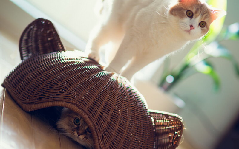 Two Cats in Basket — Brown, Playful, Morning